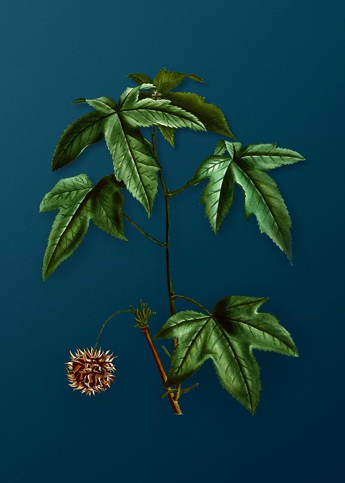 Vintage Botanicals on Teal