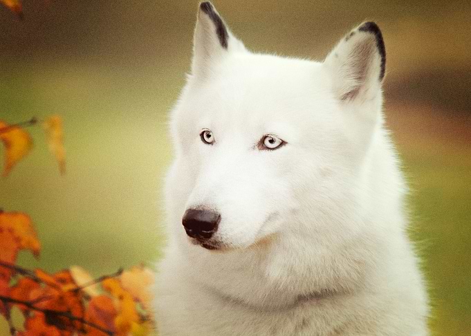 Dog Dogs I