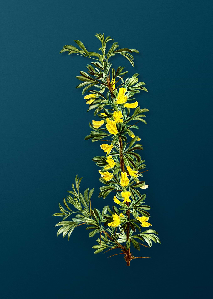 Vintage Botanicals on Teal