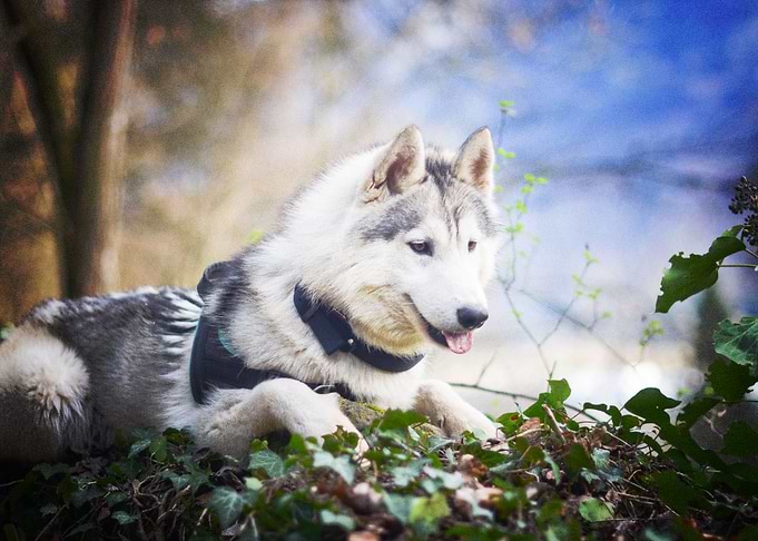 Husky Dogs Dog