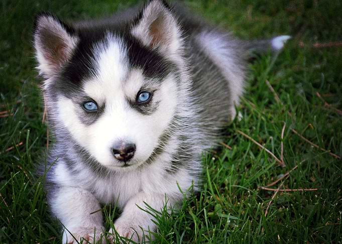 Siberian Husky Dogs Puppy