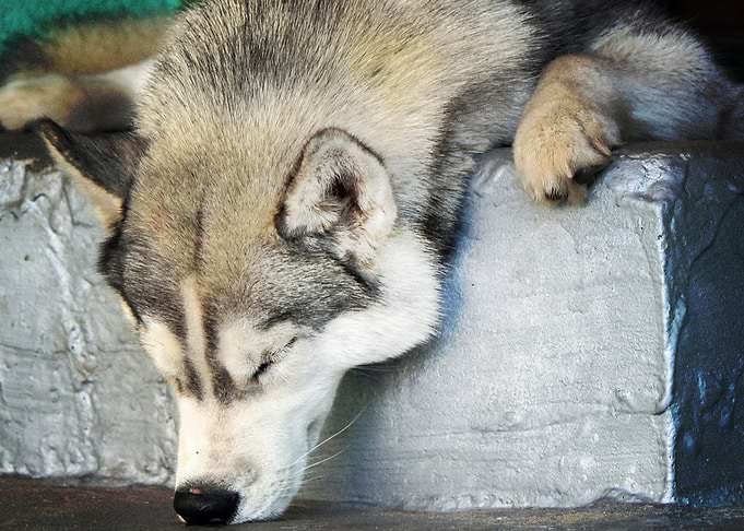 Husky Dogs