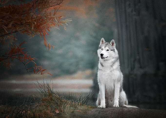 Husky Dogs Dog Pet Depth