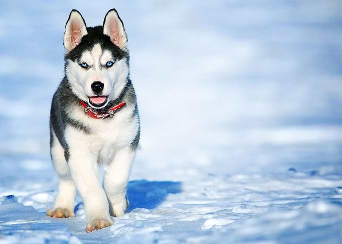 Husky Dogs Dog Puppy Pet
