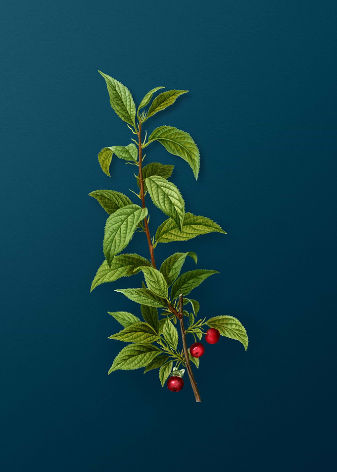 Vintage Botanicals on Teal