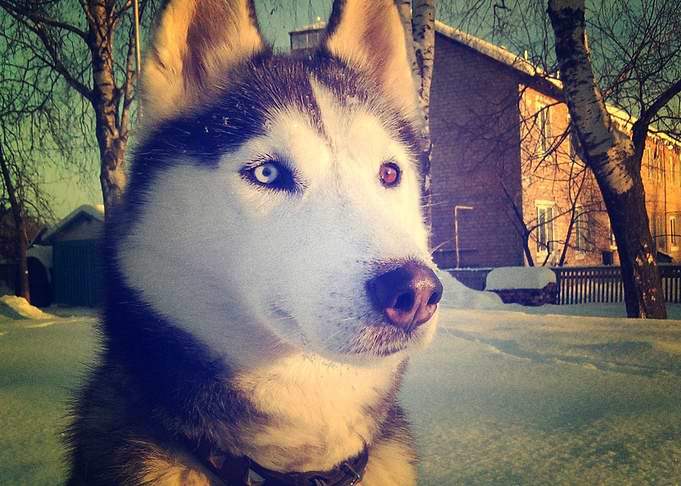 Husky Dogs