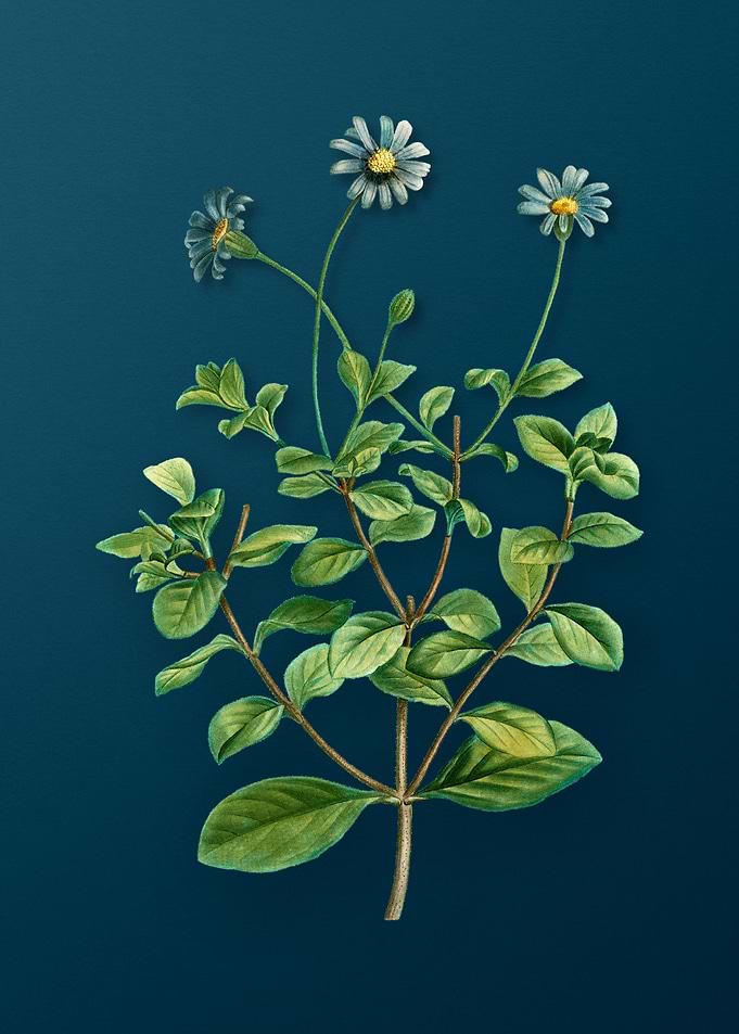 Vintage Flowers on Teal