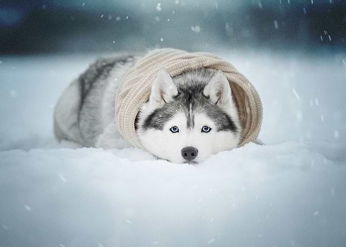 Husky Dogs Dog Pet Snow S