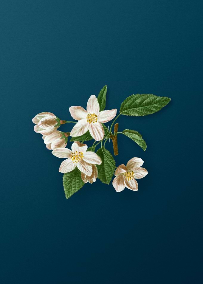 Vintage Florals on Teal