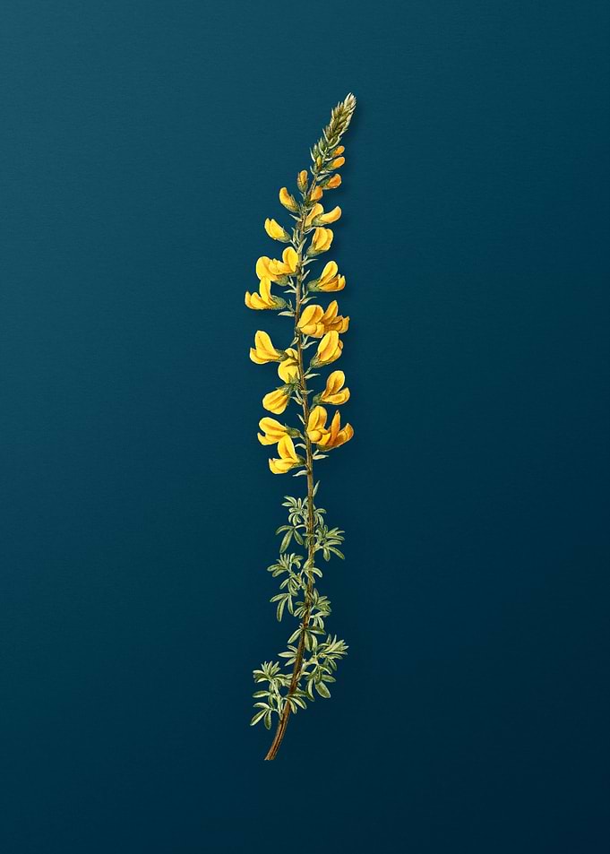 Vintage Botanicals on Teal