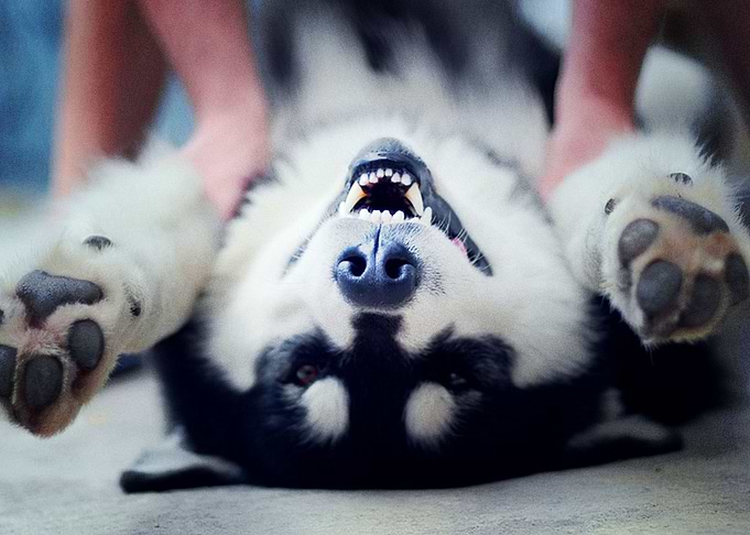 Husky Dogs