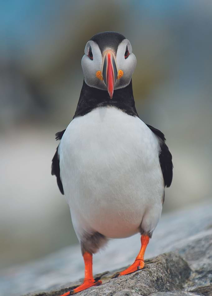 Cute Penguin