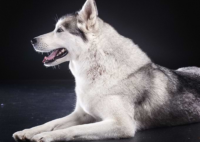 Siberian Husky Dogs B
