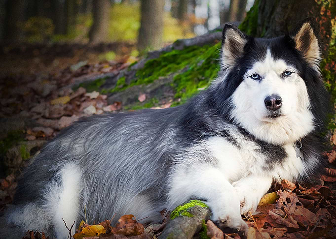 Husky Dogs