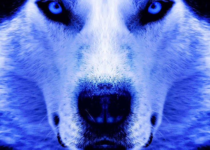Husky Dogs Dog Face Blue