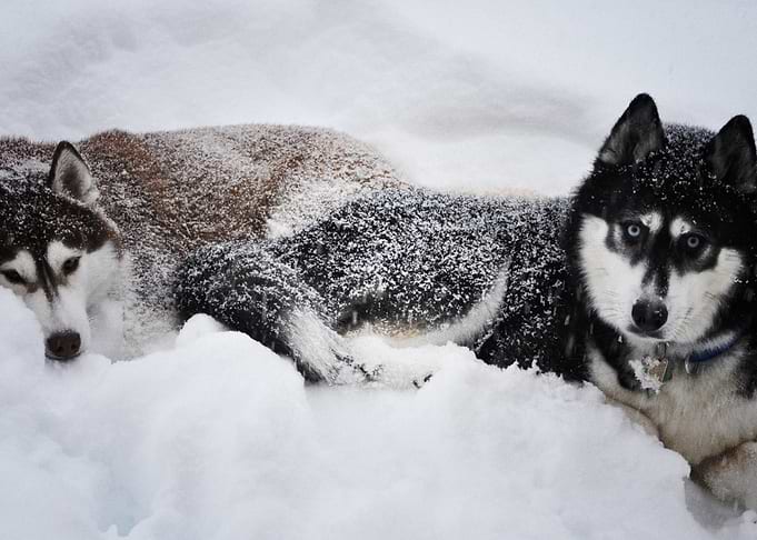 Husky Dogs