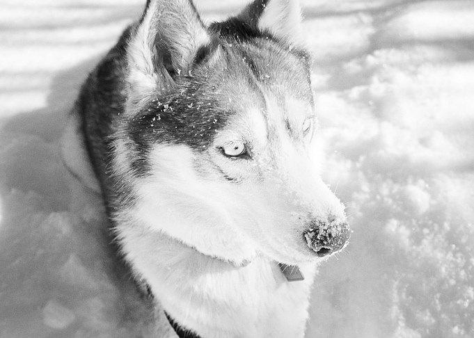 Husky Dogs