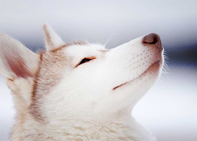 Husky Dogs