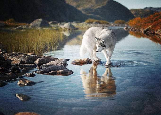 Husky Dogs Reflection Dog
