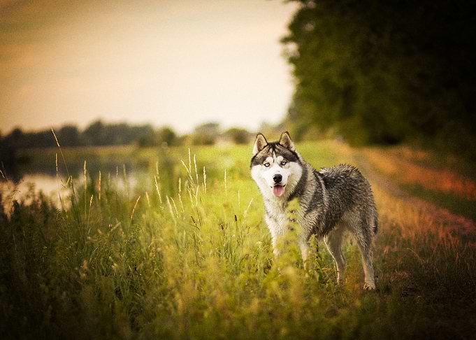 Siberian Husky Dogs Dog P