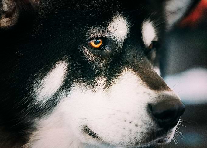 Husky Dogs