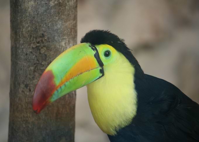 Toucan