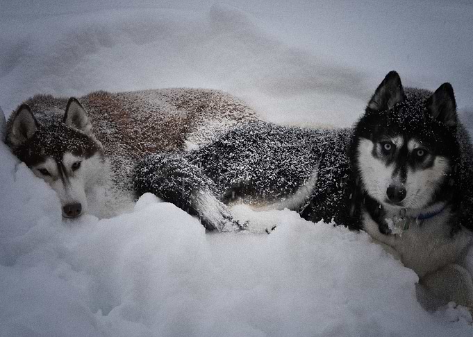 Husky Dogs Dog