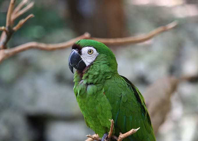 amazon parrot