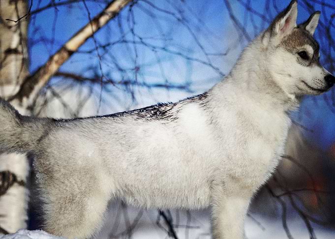 Husky Dogs Dog