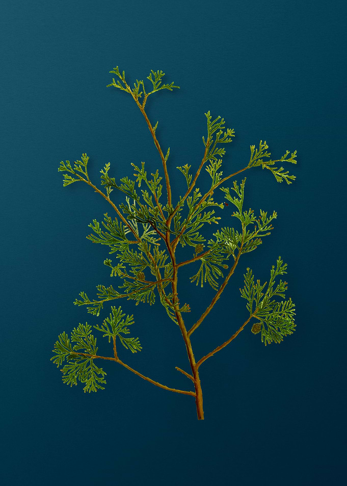 Vintage Botanicals on Teal