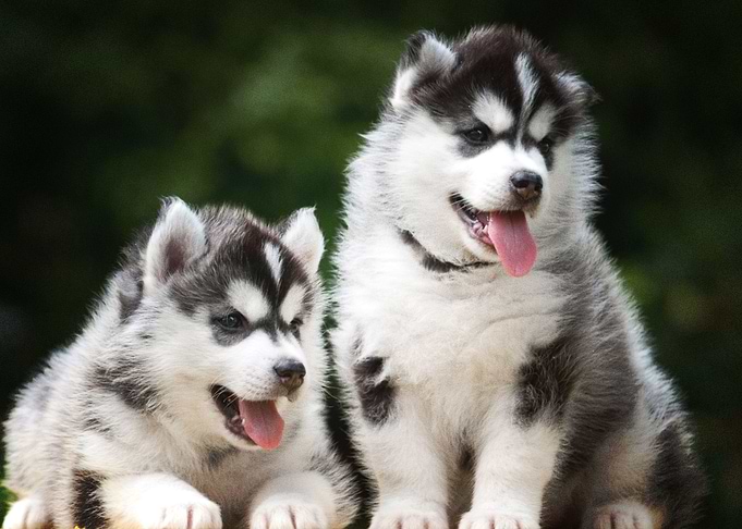 Husky Dogs Baby Puppy Do