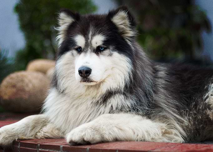 Husky Dogs