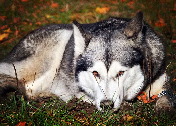 Husky Dogs Dog