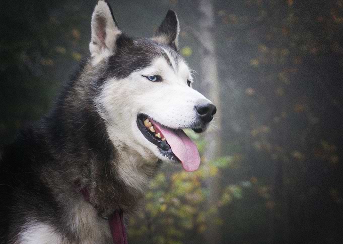 Husky Dogs