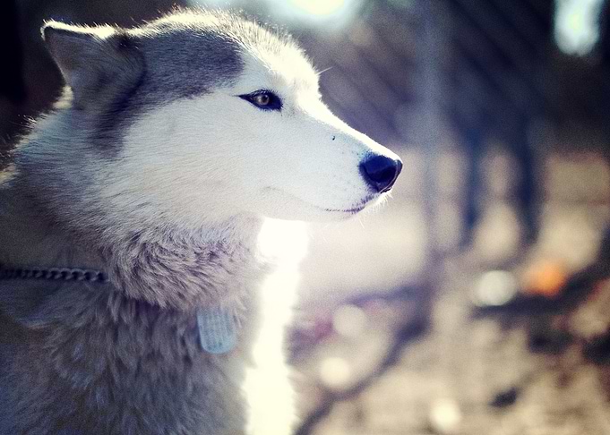 Husky Dogs