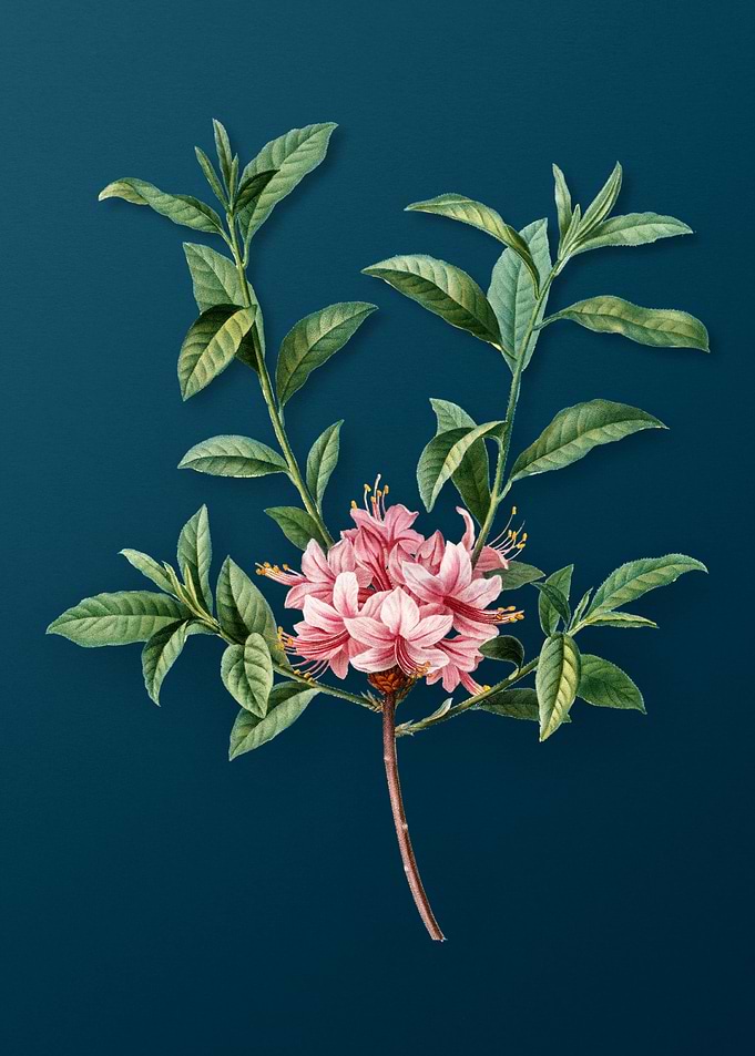 Vintage Flowers on Teal