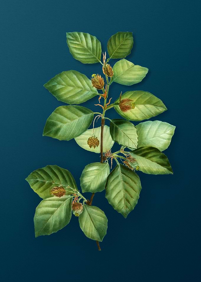 Vintage Botanicals on Teal