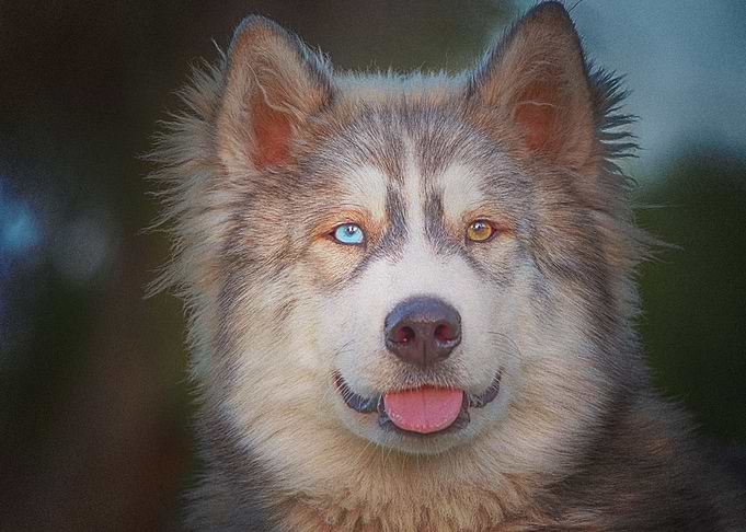Siberian Husky Dogs Heter