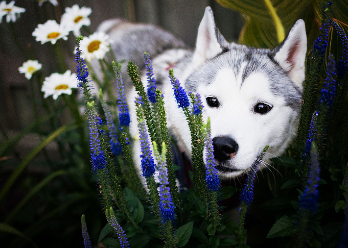 Husky Dogs Flower Dog Gar