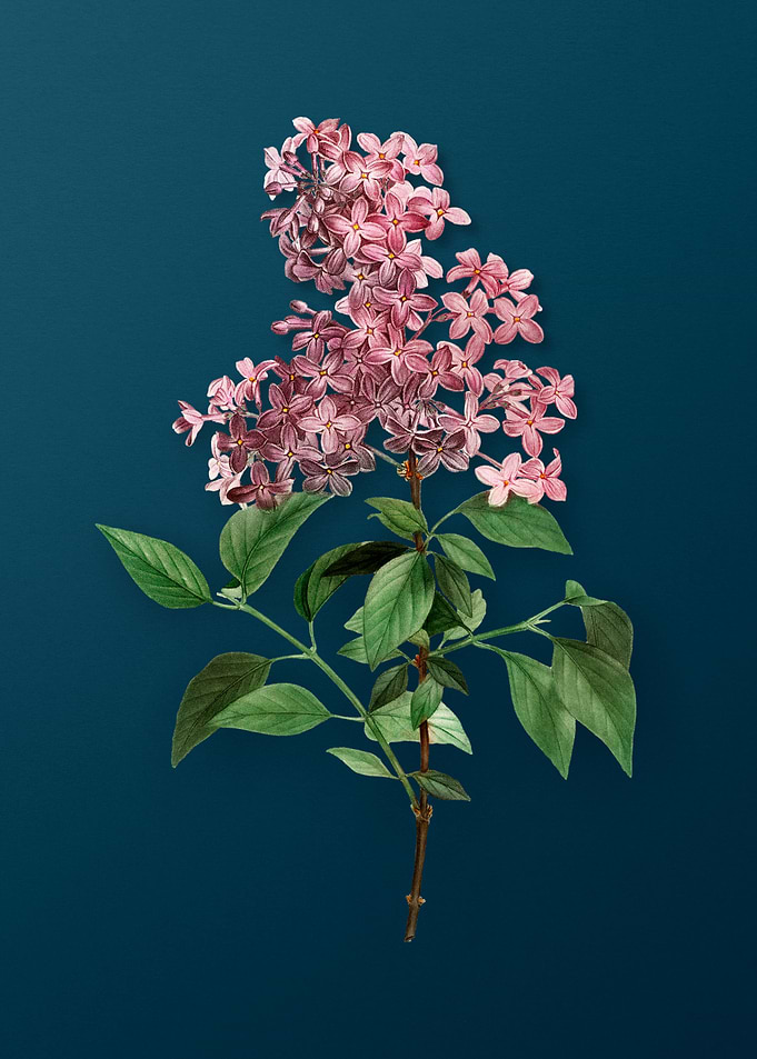 Vintage Botanicals on Teal