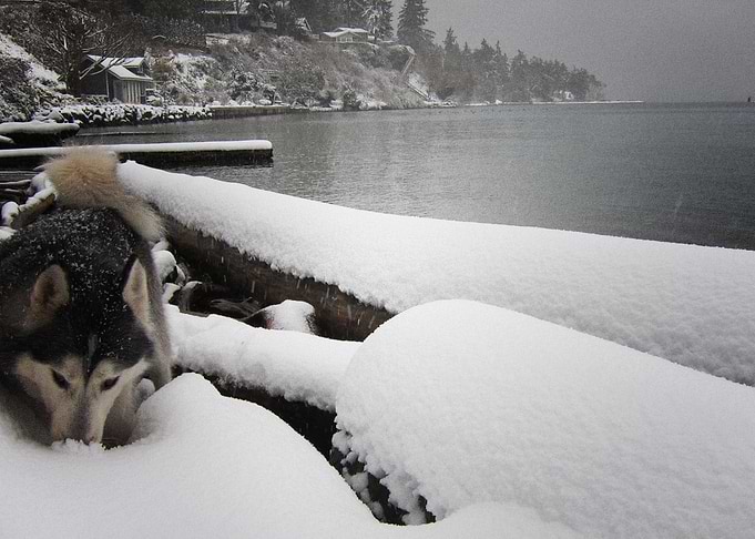 Husky Dogs