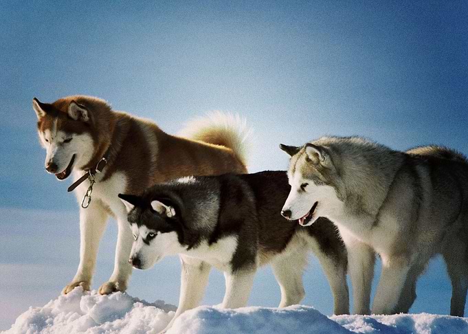 Husky Dogs Dog