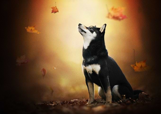 Husky Dogs Dog Pet Leaf B