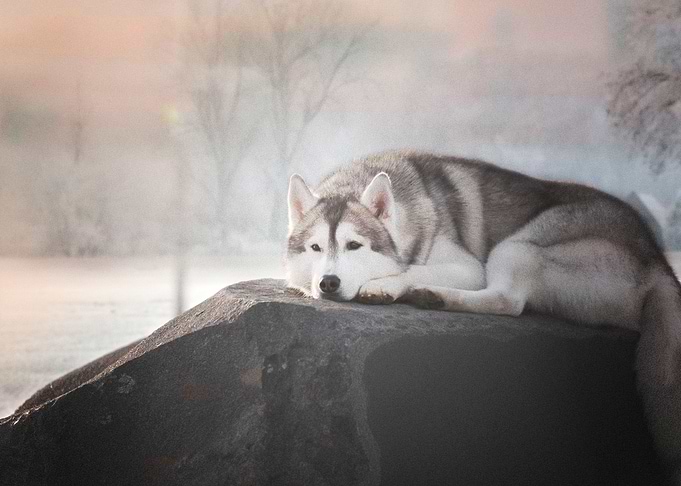 Husky Dogs Dog Pet Ba