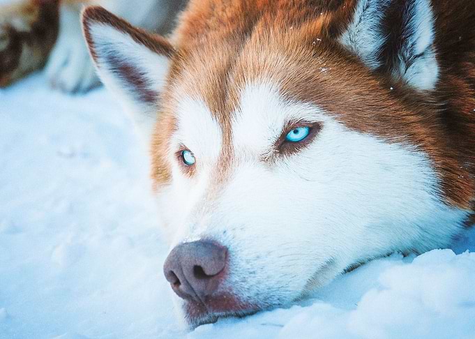 Husky Dogs Dog Pet Ba