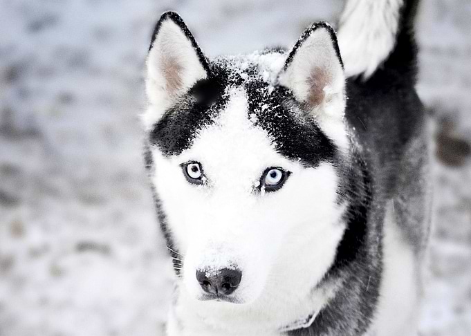 Husky Dogs