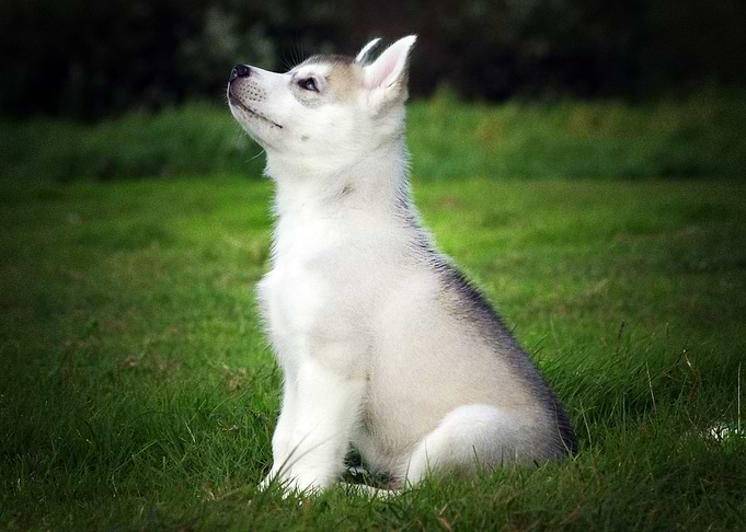 Husky Dogs