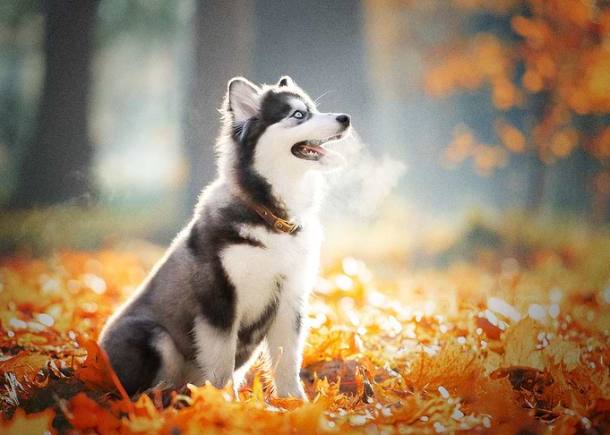 Siberian Husky Dogs Dog P
