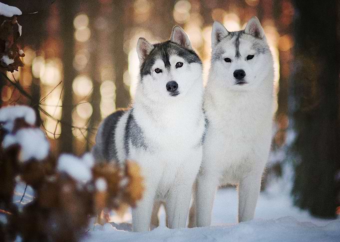 Husky Dogs Winter Dog Pet