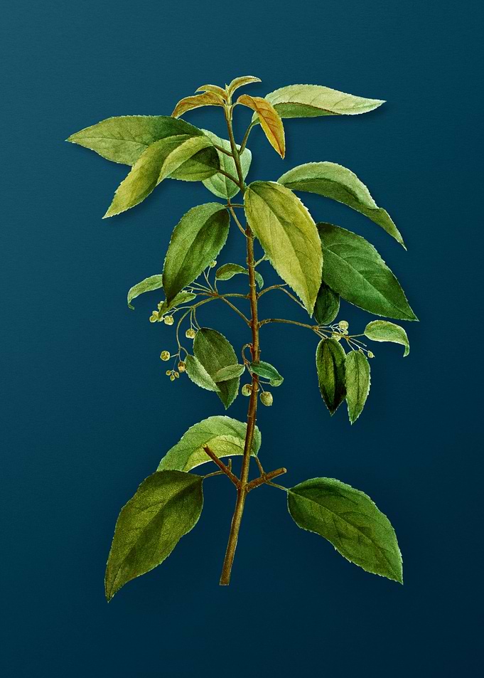 Vintage Botanicals on Teal
